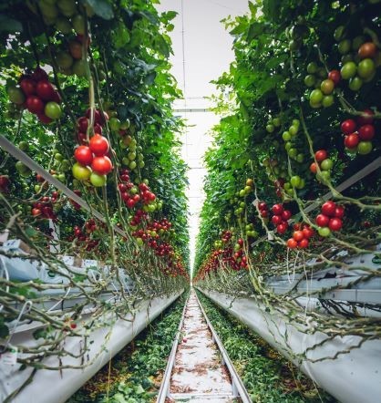 Cara Budidaya Tanaman Tomat _ Buah Lebat Dari Awal Sampai Panen