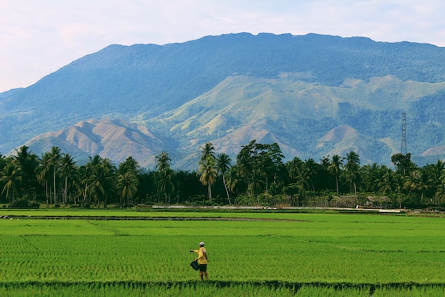 Masalah Petani RI, Lahan Sawah Berkurang & Teknologi Rendah!