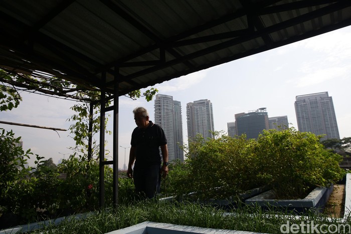 Tahu Urban Farming? Begini Pengertian, Manfaat, dan Contohnya